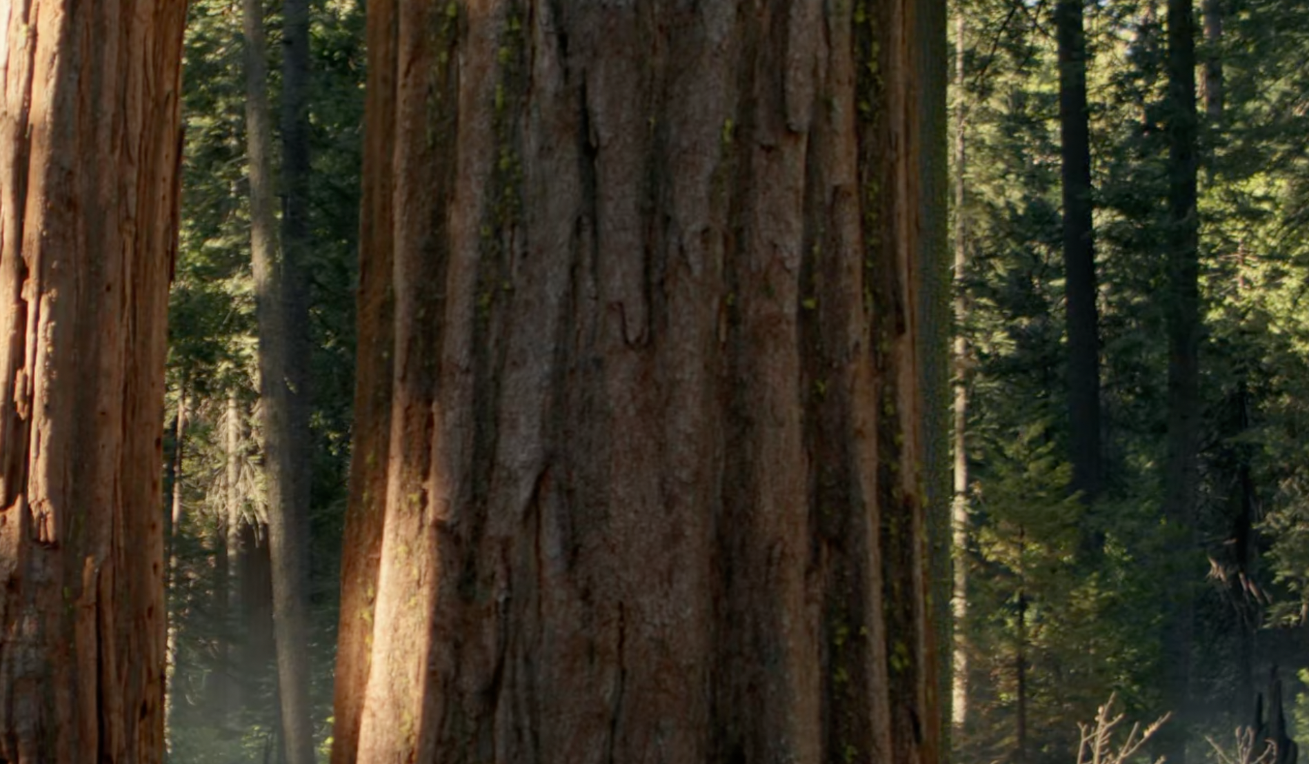 Deep forest with tall trees